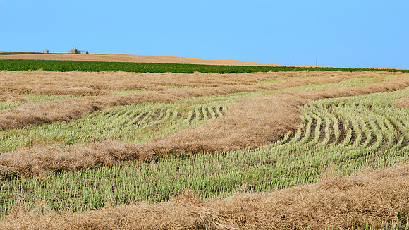 Manitoba Prairie