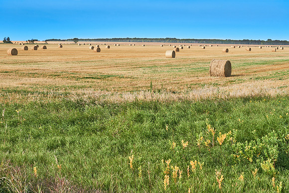 Manitoba Prairie