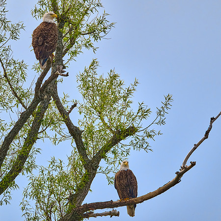 Bald Eagles, May 2025