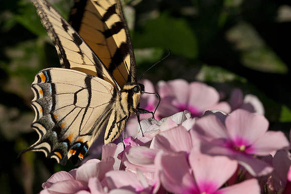 Swallowtail on Phlox