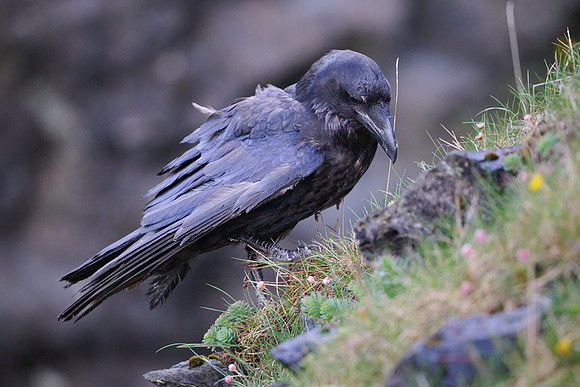 Raven, Arnarstapi Harbor, June 2025