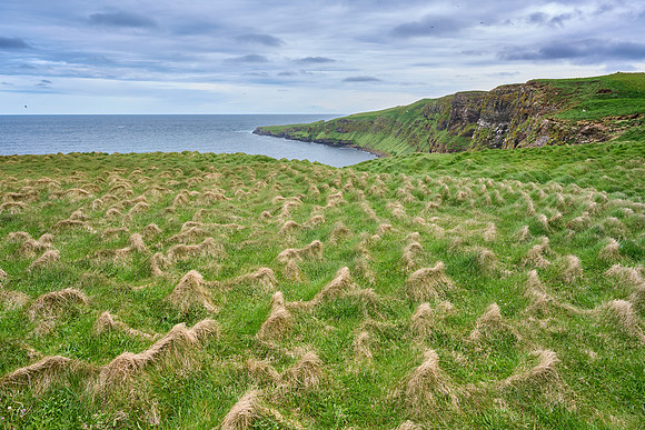 Arctic Hummocks on Grimsey, June 2025