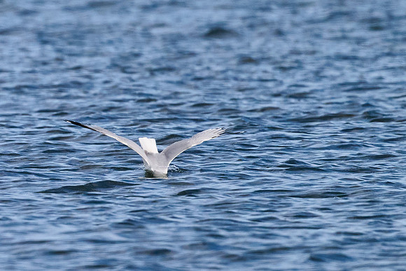 Seagull Dive 01, May 2025