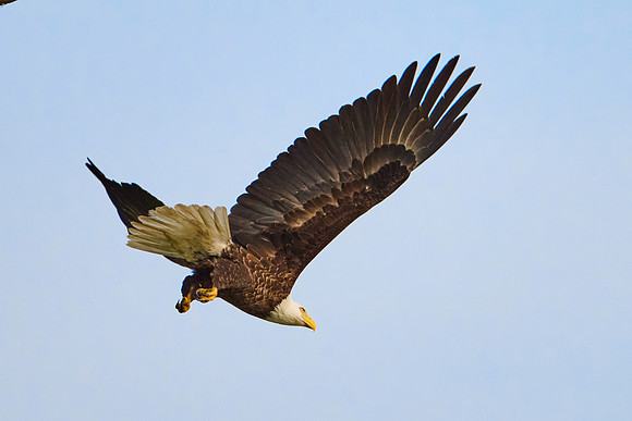 Bald Eagle, May 2025