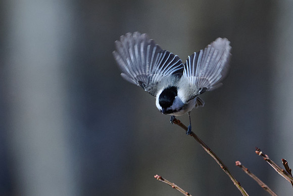Chickadee