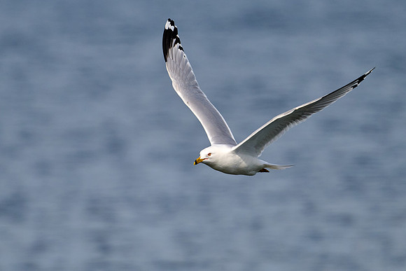 The Ubiquitous Seagull, May 2025
