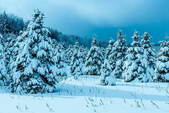 Winter Blues