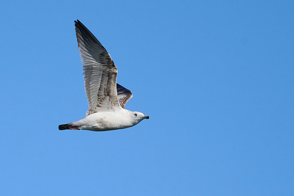 Seagull, April 2025