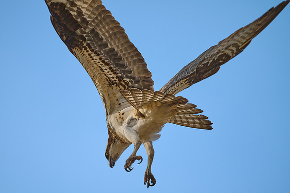 Osprey Female, April 2025