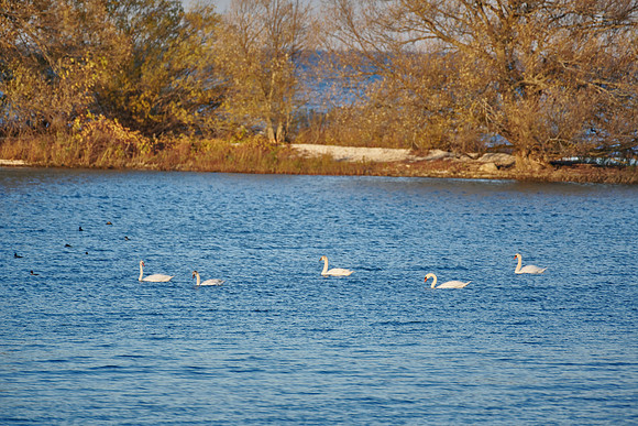 November Swans, 2021-11-07