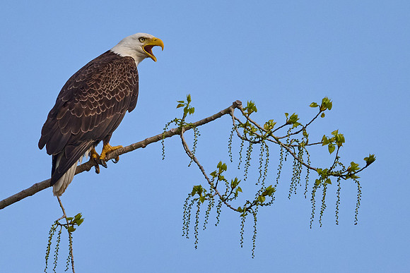 Bald Eagle, May 2025
