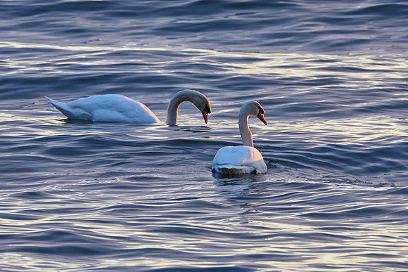 Mute Swans, 2024-02-04