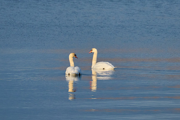 Mute Swans, 2024-02-04