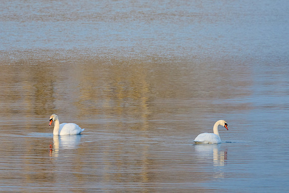 Mute Swans, 2024-02-04