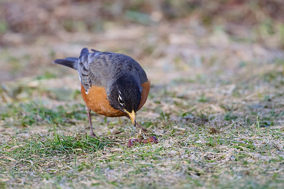 Robin catches worm, sequence #1