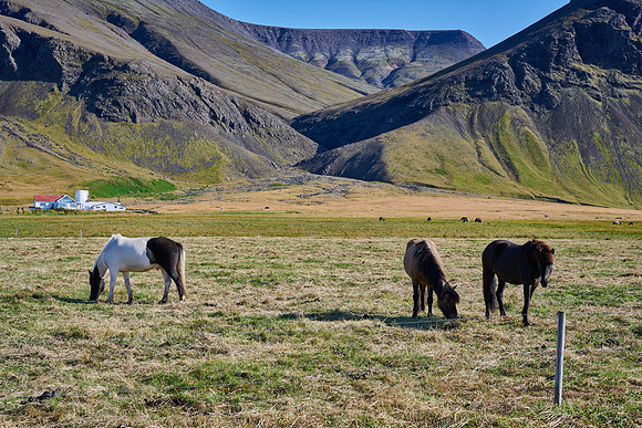Icelandic Horses near Hvalfjordur, 2019-09-03