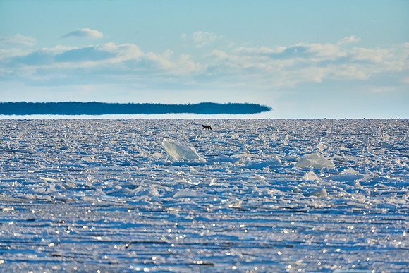Coyote on Ice! 2022-01-29