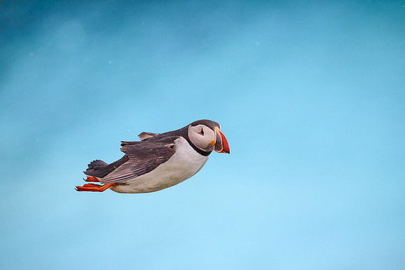 Atlantic Puffin, Grimsey, June 2025