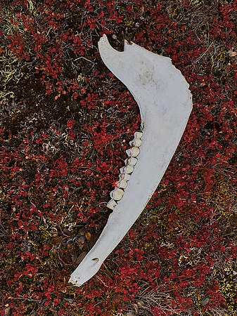 Musk Ox Jaw, Bear Islands, Scoresby Sound, 2019-09-07