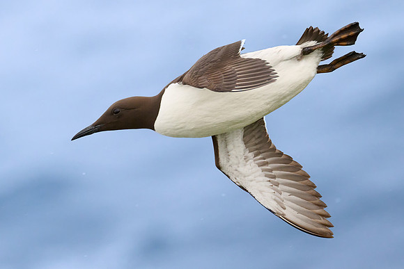 Guillemot, Grimsey, June 2025