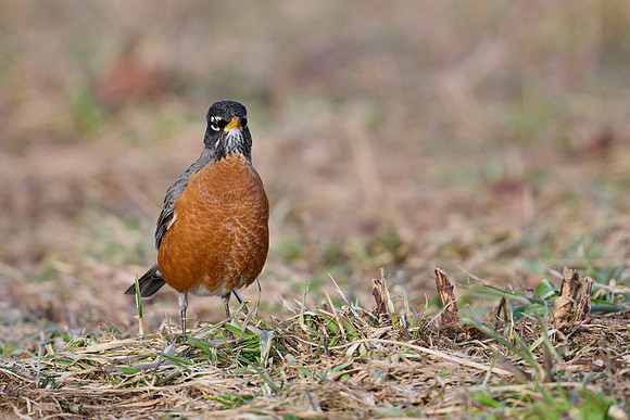 Robin, hunting