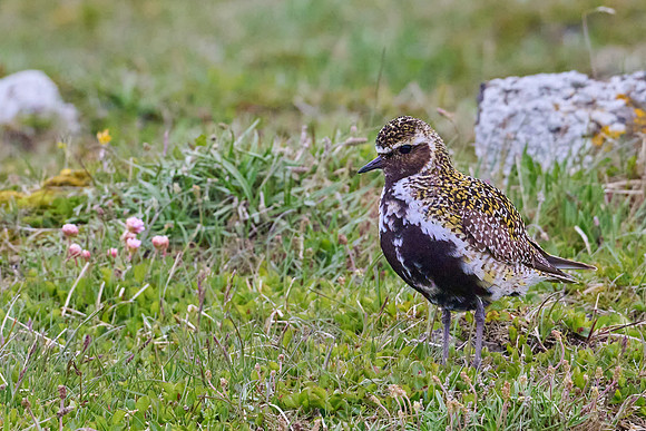 Golden Plover, Grimsey, June 2025