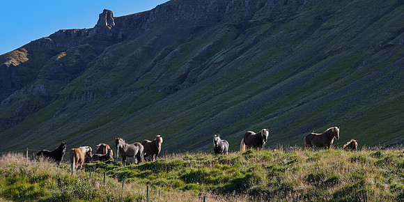 Icelandic Horses near Hvalfjordur, 2019-09-03