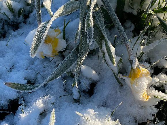 Spring Snow, 2020-05-13 (iPhone snapshot)