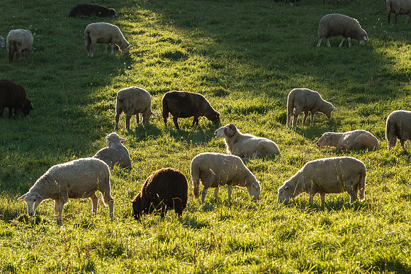 Sheep May Safely Graze