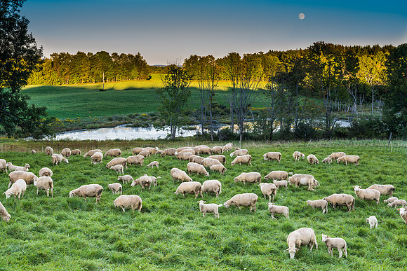Sheep May Safely Graze