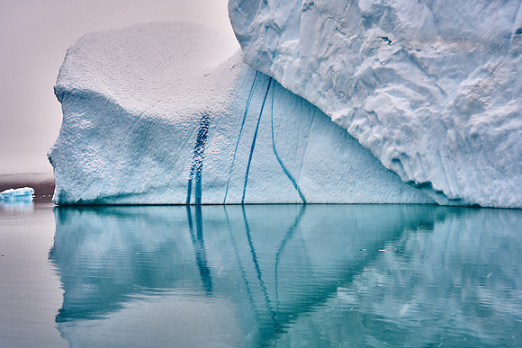 Sperm Whale Swallows Inuk Berg, Iceberg Graveyard, Rødefjord, Scoresby Sound, 2019-09-08