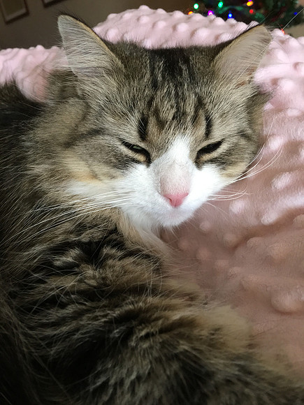 Pink dreams