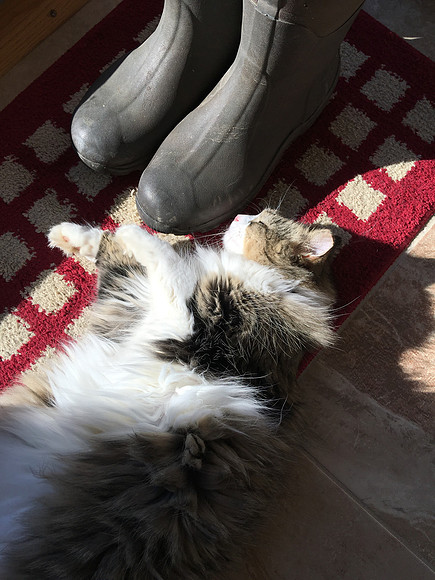 Could someone please move these smelly boots?