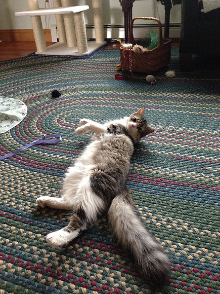 Can you hand me that toy? I can't reach it
