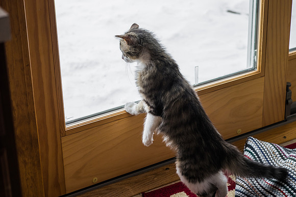 Hey, you.....bird, come back!
