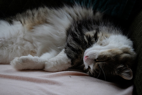 Sweet dreams