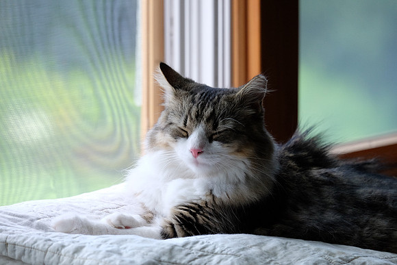 Comfy spot