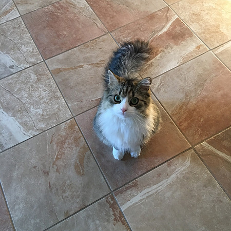 Some more food please