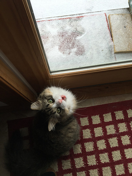 I wanna go play in the snow!