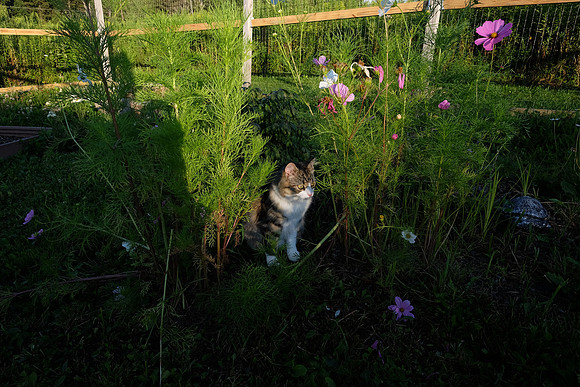 Emmie loves the cosmos