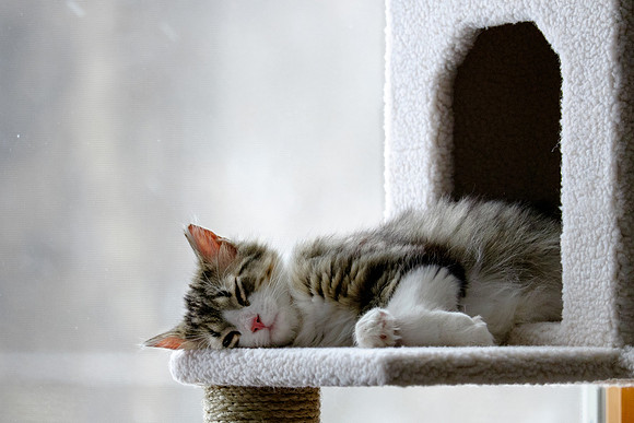 Playtime is hard work
