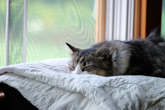 Ahhh.....nice clean blanket