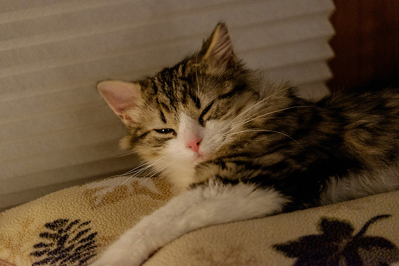 No more pictures......time for sleep