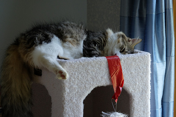 Getting too big for the cat tree