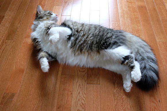 I love to roll on my back and play...