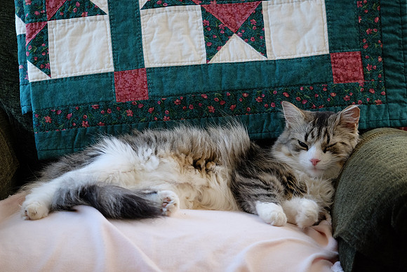 Good spot for a nap