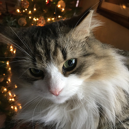 Where are my presents?