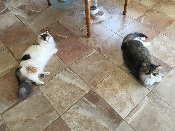 Waiting for supper