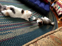 Careful Emmie......she's bigger!