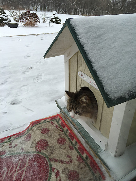 Looking into sharing a condo